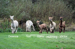 Image of Alpacas