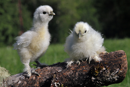 Image of Chicks