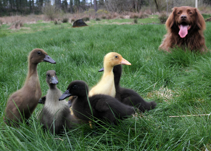 Image of Ducklings